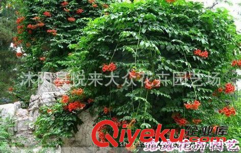 美國凌霄樹苗基地直銷 攀援花卉 庭院別墅綠化 藤本凌霄 爬藤植物原始圖片3