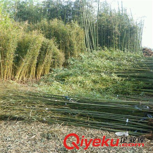 花肥 養(yǎng)花必備 大肥王 園藝迷你植物盆景盆栽花卉 專用肥料