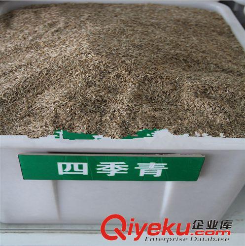 批發(fā)供應(yīng)優(yōu)質(zhì)油杉種子 當(dāng)年新采 保質(zhì)保量 80/斤