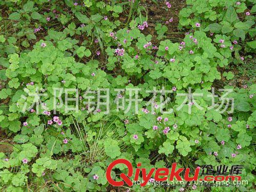苗圃直銷地被植物紅花酢漿草可盆栽觀賞5-6頭一叢