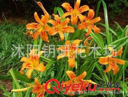 供應(yīng)大紅花草花 大花萱草 萱草苗 工程苗 園林基地直銷價格 憂草原始圖片2