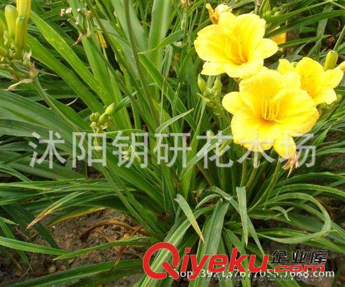 供應(yīng)大紅花草花 大花萱草 萱草苗 工程苗 園林基地直銷價格 憂草原始圖片3