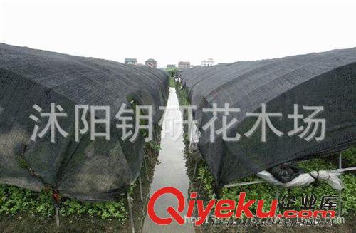 zp{ms} 遮陽網(wǎng) 防曬網(wǎng) 3針6針 加密加厚 遮陰網(wǎng)隔熱網(wǎng)遮陽率95%