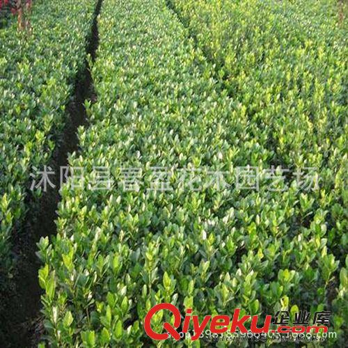 春盈園藝大量供應冬青苗 冬青球 各種綠化苗木