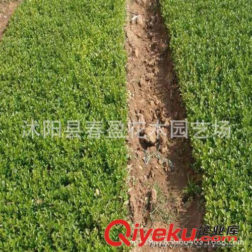 春盈園藝大量供應冬青苗 冬青球 各種綠化苗木