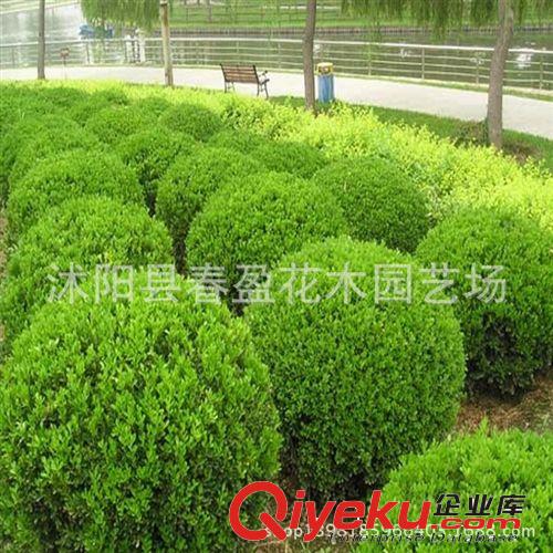 攀緣植物 冬青  青葉蔓 爬行衛(wèi)矛苗 衛(wèi)矛 綠化苗 庭院扶芳藤原始圖片3