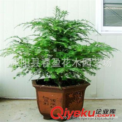 攀緣植物 冬青  青葉蔓 爬行衛矛苗 衛矛 綠化苗 庭院扶芳藤