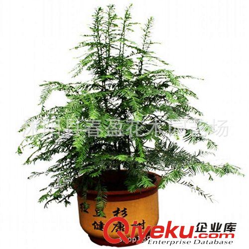 紅豆杉樹苗室內綠植曼地亞紅豆杉盆景小苗大苗包成活