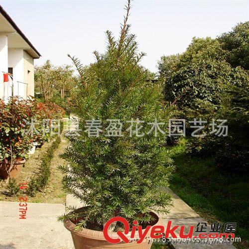 紅豆杉樹苗室內綠植曼地亞紅豆杉盆景小苗大苗包成活
