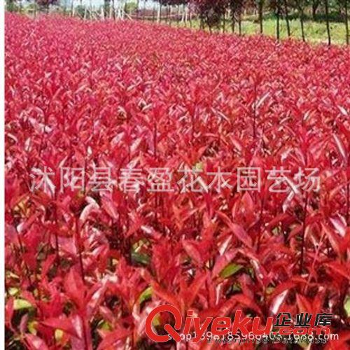 供應各種工程綠化苗木 大量批發 優質 紅葉石楠