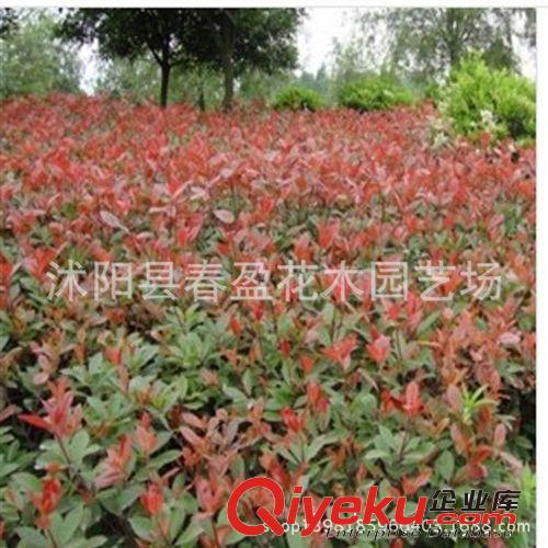 供應各種工程綠化苗木 大量批發 優質 紅葉石楠