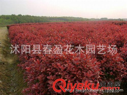 供應各種工程綠化苗木 大量批發 優質 紅葉石楠