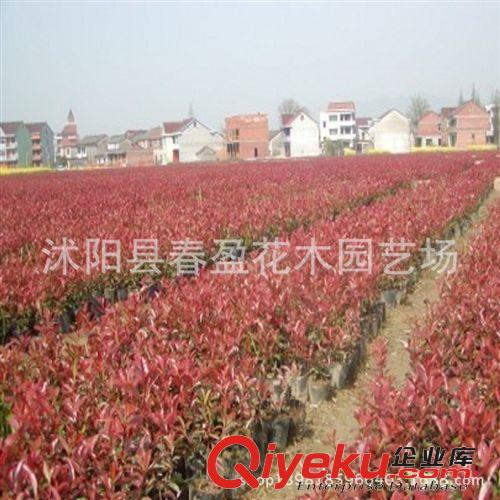 大量供應〗紅葉石楠 石楠樹 紅葉石楠小球苗彩葉綠化苗木批發