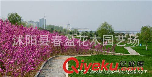 紫荊 園林 綠化苗木 苗圃 苗木批發 園林公司 批發苗木 地栽苗