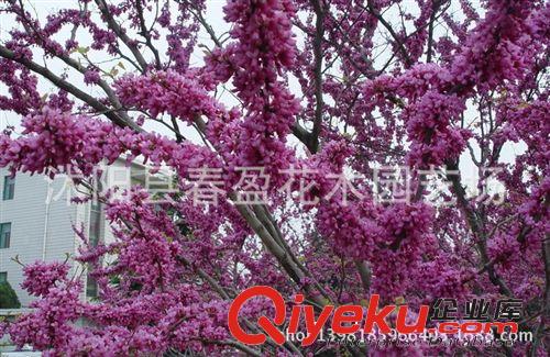 紫荊 園林 綠化苗木 苗圃 苗木批發(fā) 園林公司 批發(fā)苗木 地栽苗