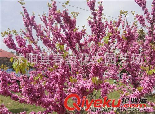 紫荊 園林 綠化苗木 苗圃 苗木批發(fā) 園林公司 批發(fā)苗木 地栽苗