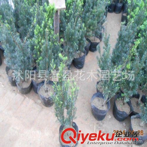 zz曼地亞紅豆杉盆栽花卉樹苗耐寒紅豆杉盆景矮化地栽苗南北適宜