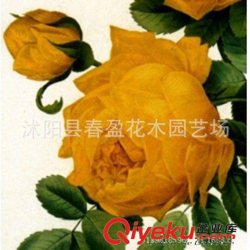 玫瑰花種子 套餐 盆栽花卉種子 四季陽臺播種易種 盆種 地種