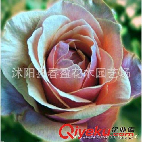 玫瑰花種子 套餐 盆栽花卉種子 四季陽臺播種易種 盆種 地種