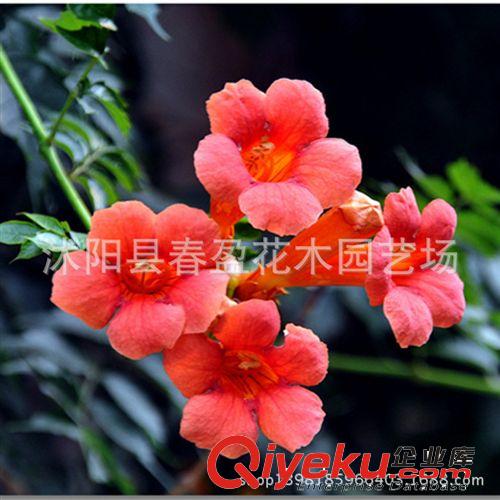 美國凌霄樹苗基地直銷 攀援花卉 庭院別墅綠化 藤本凌霄 爬藤植物