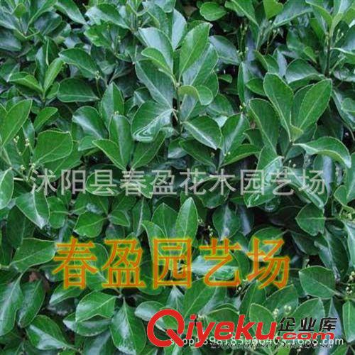攀緣植物 冬青  青葉蔓 爬行衛矛苗 衛矛 綠化苗 庭院扶芳藤
