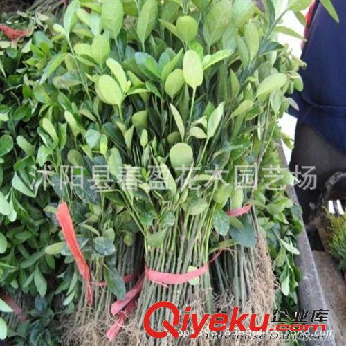 攀緣植物 冬青  青葉蔓 爬行衛矛苗 衛矛 綠化苗 庭院扶芳藤