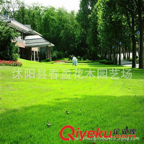 供應各種工程綠化小苗 基地直銷 草坪草皮 馬尼拉