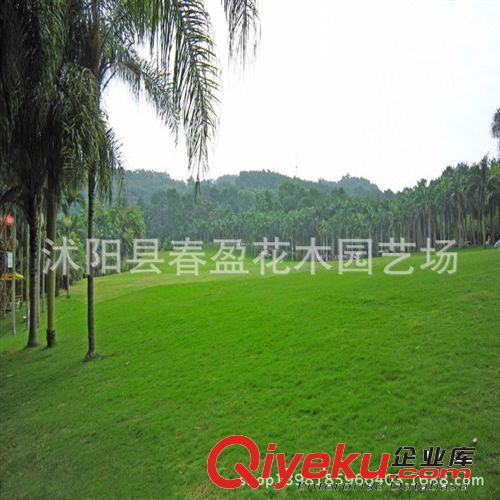 供應各種工程綠化小苗 基地直銷 草坪草皮 馬尼拉