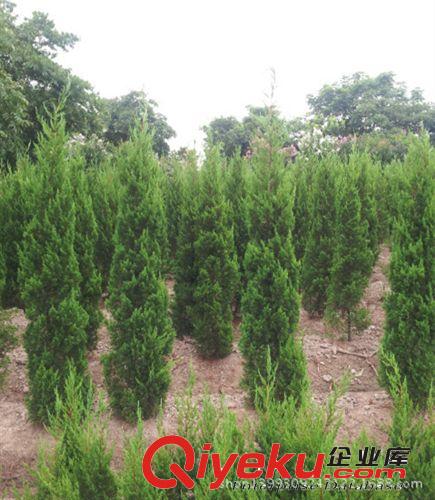 本場tg蕭山苗木直生龍柏  苗木批發(fā)