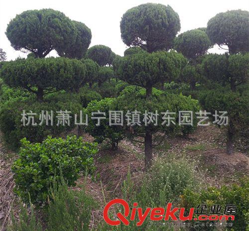 本場tg蕭山苗木三塔龍柏   苗木批發