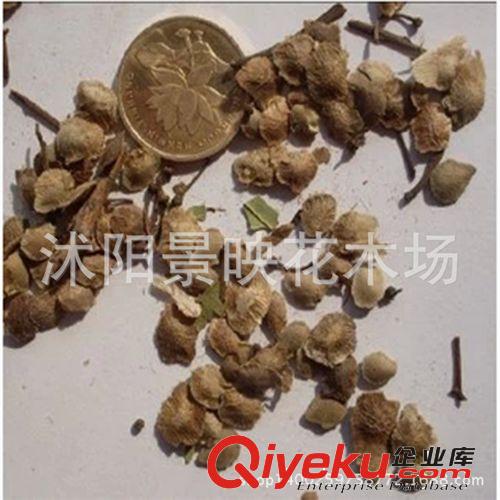 出售新采臭椿種子 新種子發(fā)芽高 四季播種 椿樹種子