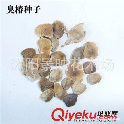 出售新采臭椿種子 新種子發芽高 四季播種 椿樹種子
