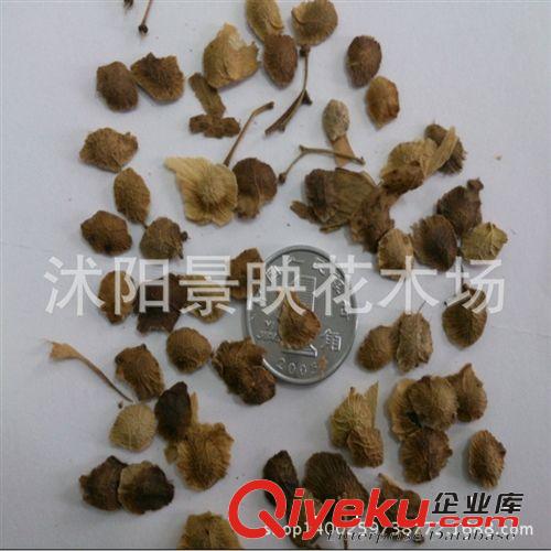 出售新采臭椿種子 新種子發芽高 四季播種 椿樹種子