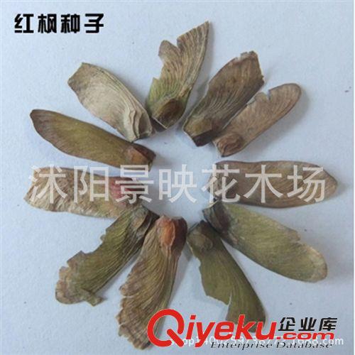 紅楓種子 美國紅楓種子 顆粒飽滿 質(zhì)量保證 出芽率好