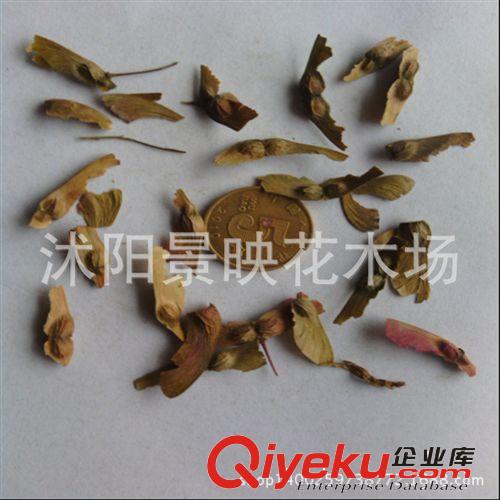 紅楓種子 美國紅楓種子 顆粒飽滿 質量保證 出芽率好