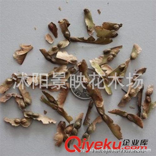 紅楓種子 美國紅楓種子 顆粒飽滿 質量保證 出芽率好