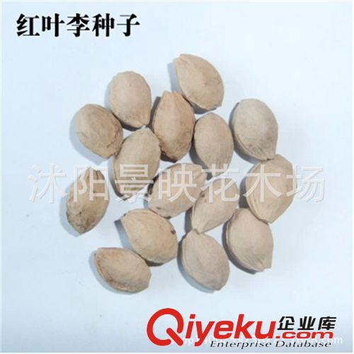 出售新采紅葉李種子 紫葉李種子 包發(fā)芽 量大優(yōu)惠
