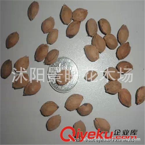 出售新采紅葉李種子 紫葉李種子 包發(fā)芽 量大優(yōu)惠