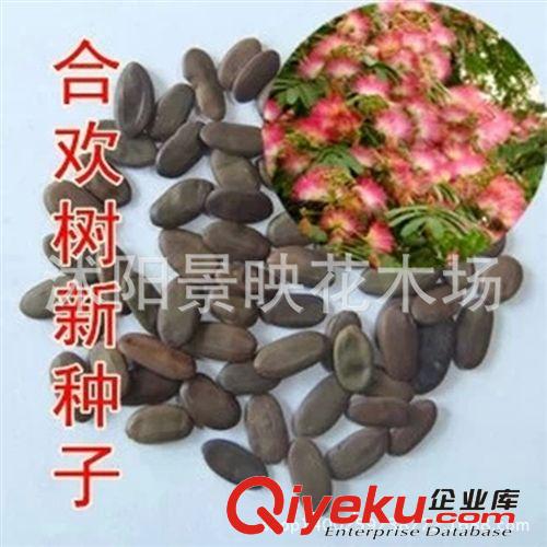 供應(yīng)林木樹種子：合歡種子、紅花合歡種子、紅花合歡樹種子