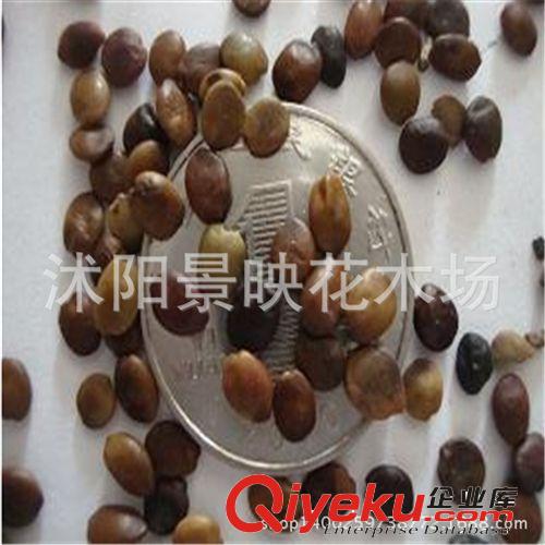 批發(fā)紫荊種子 庭院盆栽花木種子 綠化苗巨紫荊花樹種子 林木種子