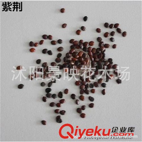 批發紫荊種子 庭院盆栽花木種子 綠化苗巨紫荊花樹種子 林木種子