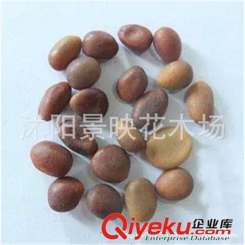 出售皂角 大皂角種子 小皂角種子 保證發(fā)芽率 新種子皂角種子