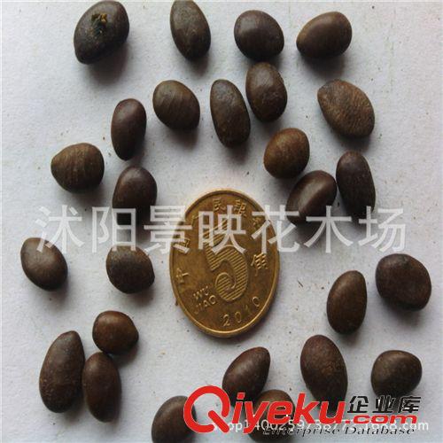 出售皂角 大皂角種子 小皂角種子 保證發芽率 新種子皂角種子
