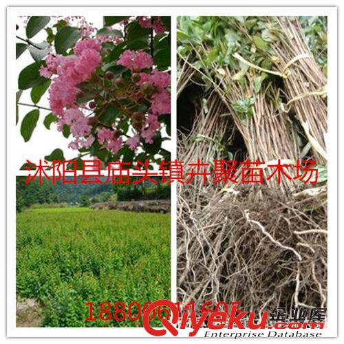 紫薇，癢癢樹(shù)、百日紅，庭院，紫薇小苗綠化工程苗木
