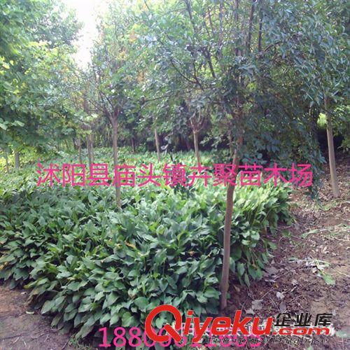紫薇，癢癢樹(shù)、百日紅，庭院，紫薇小苗綠化工程苗木