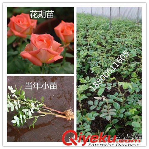 玫瑰 綠化玫瑰苗 花卉花苗 一至多年生玫瑰小苗