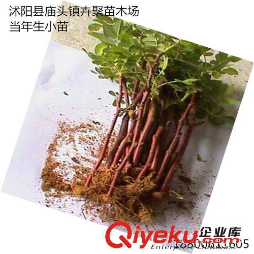 玫瑰 綠化玫瑰苗 花卉花苗 一至多年生玫瑰小苗