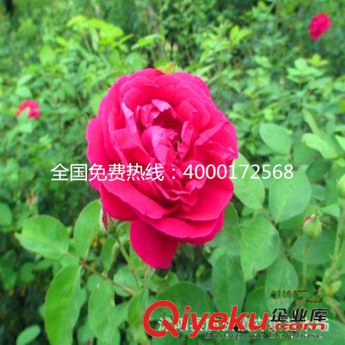 玫瑰 綠化玫瑰苗 花卉花苗 一至多年生玫瑰小苗