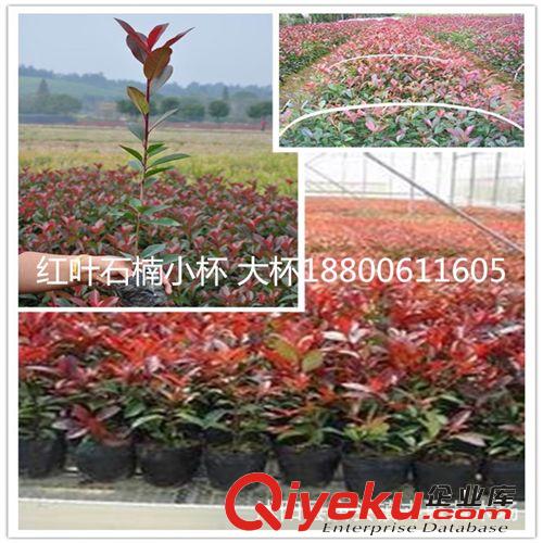 紅葉石楠 石楠球 小苗 批發(fā) 高桿紅葉石楠 工程綠化用苗銷售