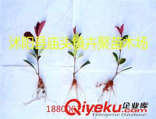 紅葉石楠 石楠球 小苗 批發(fā) 高桿紅葉石楠 工程綠化用苗銷售